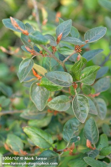 Shepherdia canadensis