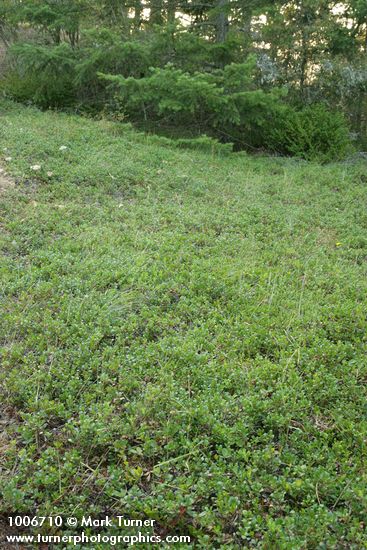 Arctostaphylos uva-ursi