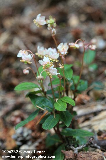 Chimaphila menziesii