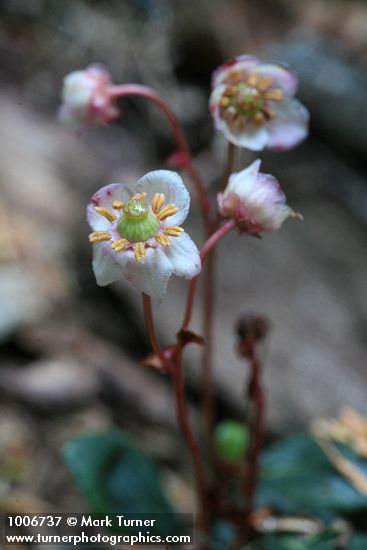 Chimaphila menziesii