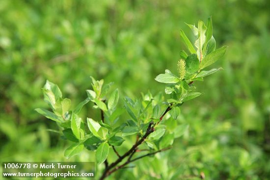 Salix barclayi