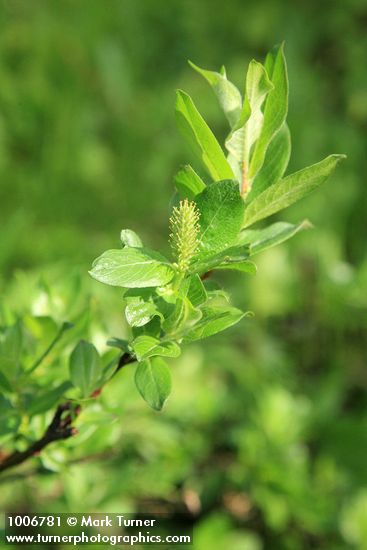 Salix barclayi