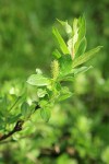 Barclay's Willow foliage & female ament
