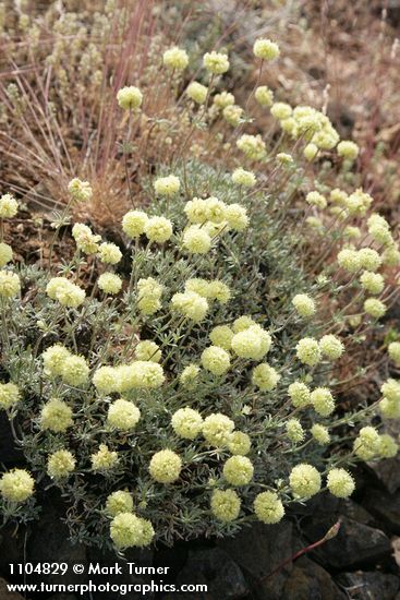 Eriogonum douglasii