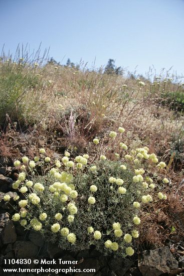 Eriogonum douglasii