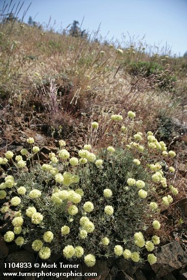 Eriogonum douglasii