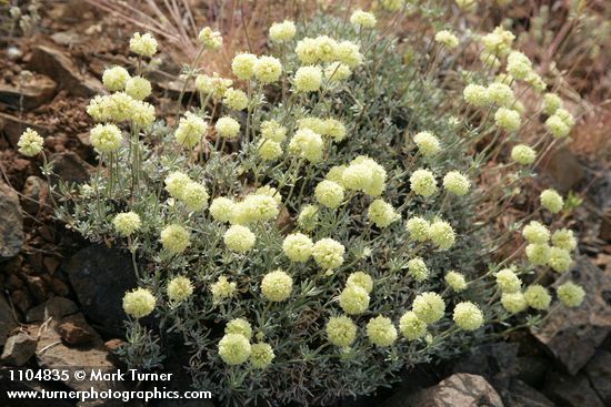 Eriogonum douglasii