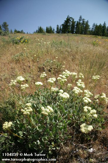 Eriogonum compositum