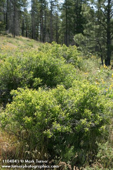 Symphoricarpos oreophilus