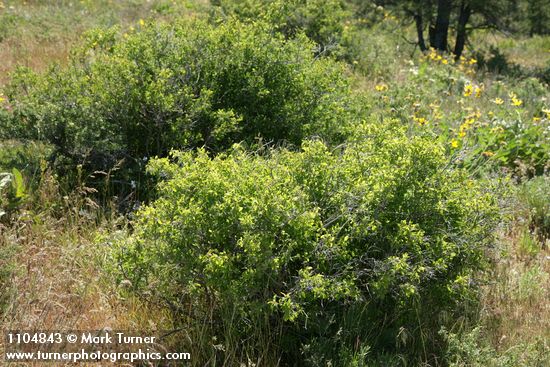 Symphoricarpos oreophilus