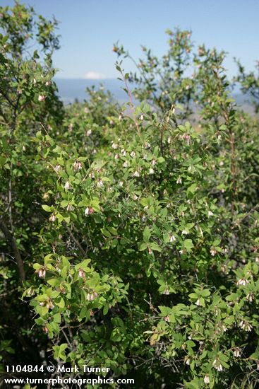 Symphoricarpos oreophilus