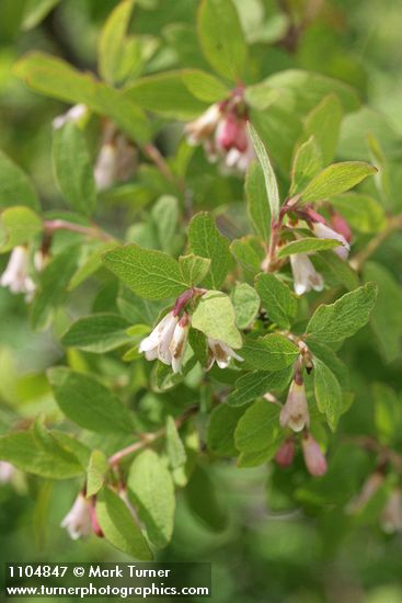 Symphoricarpos oreophilus
