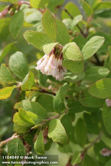 Symphoricarpos oreophilus