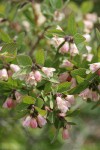 Mountain Snowberry blossoms & foliage