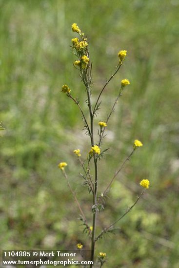 Descurainia incisa ssp. incisa