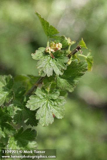 Ribes watsonianum