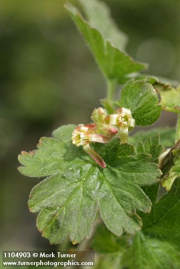 Ribes watsonianum