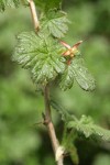 Spiny Gooseberry blossoms & foliage detail