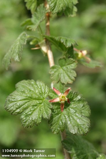 Ribes watsonianum