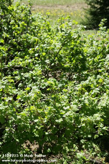 Ribes watsonianum