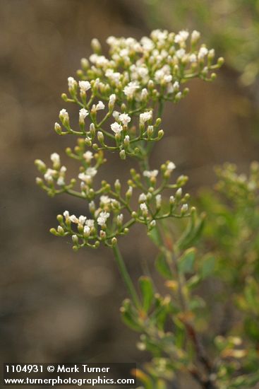 Eriogonum microthecum (var. laxiflorum)