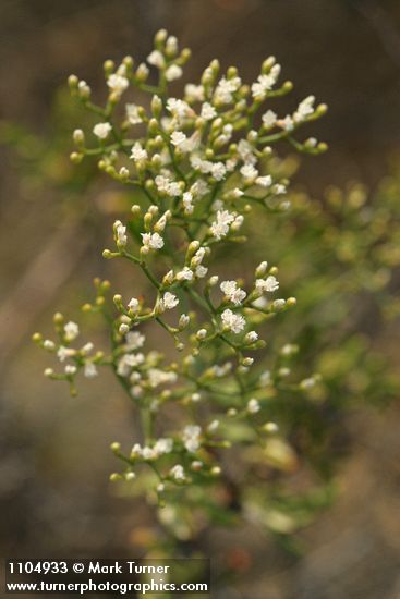 Eriogonum microthecum (var. laxiflorum)