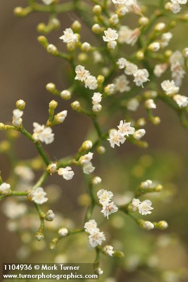 Eriogonum microthecum (var. laxiflorum)