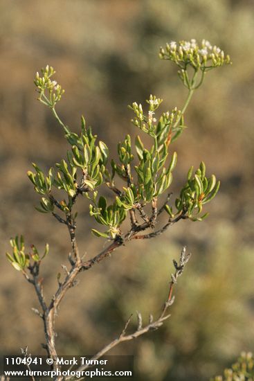 Eriogonum microthecum (var. laxiflorum)