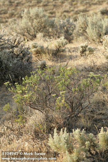 Eriogonum microthecum (var. laxiflorum)