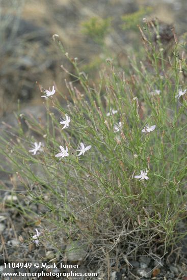 Stephanomeria tenuifolia