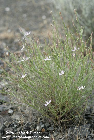 Stephanomeria tenuifolia
