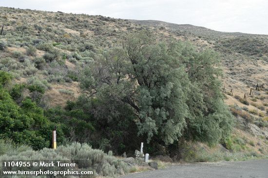 Elaeagnus angustifolia
