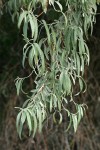 Russian Olive foliage
