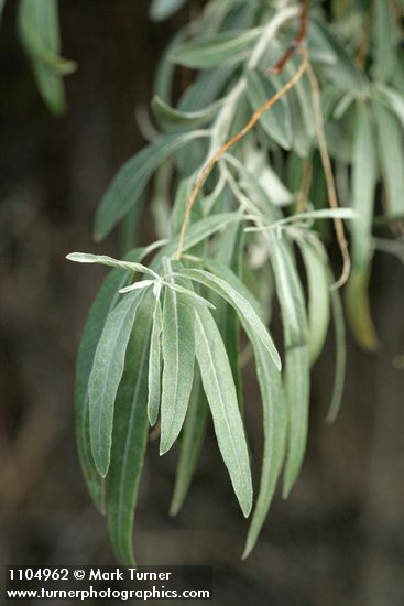 Elaeagnus angustifolia