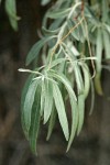 Russian Olive foliage