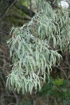 Russian Olive foliage