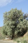 Russian Olive