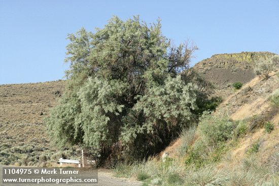 Elaeagnus angustifolia