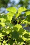 White Mulberry fruit & foliage