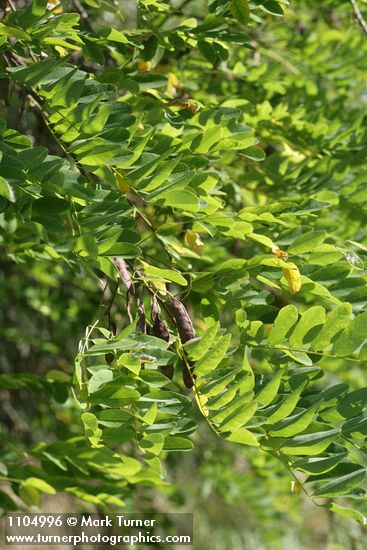 Robinia pseudoacacia