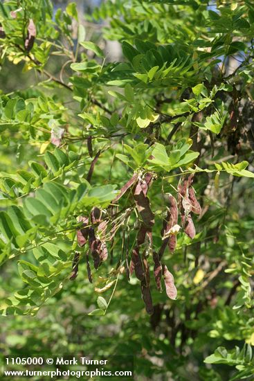 Robinia pseudoacacia
