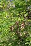 Black Locust seed pods & foliage