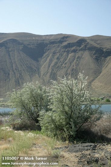 Elaeagnus angustifolia