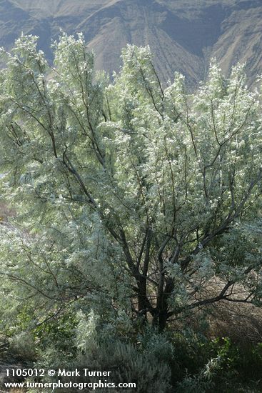 Elaeagnus angustifolia