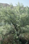 Russian Olive along Lower Crab Creek