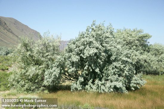 Elaeagnus angustifolia