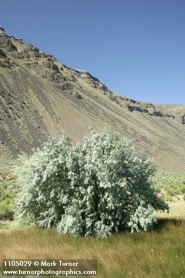 Elaeagnus angustifolia