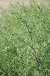 Russian Thistle