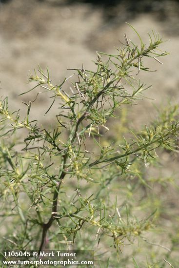 Salsola tragus