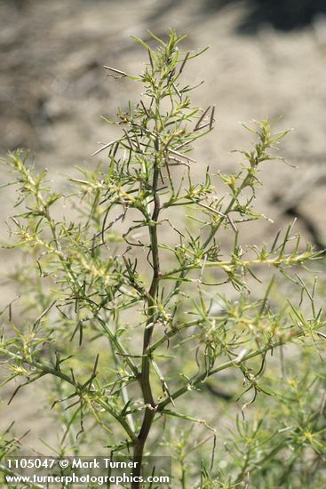 Salsola tragus